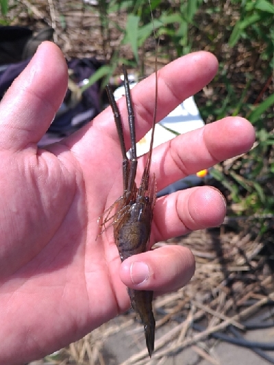 矢上川テナガエビ釣行