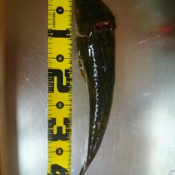 ジギングでマゴチ