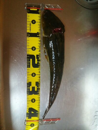 ジギングでマゴチ