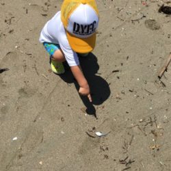 ガッチョフグキス