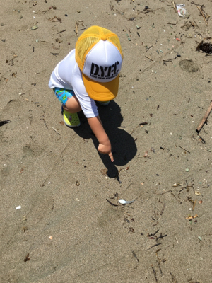 ガッチョフグキス