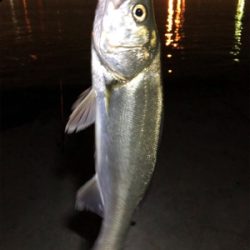 バチパターン開幕