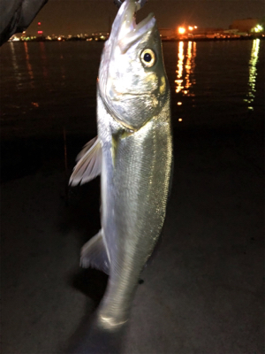 バチパターン開幕