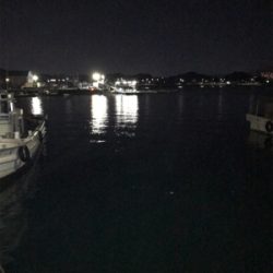 コウイカを求めて