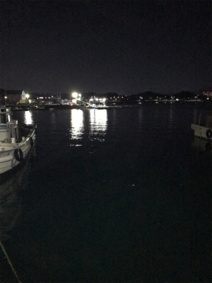 コウイカを求めて