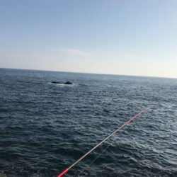 ヤエンでキロアップのアオリイカ