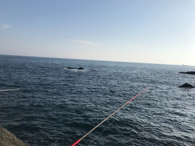 ヤエンでキロアップのアオリイカ