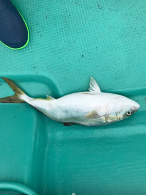 スロージギング、キャスティング、タイラバ