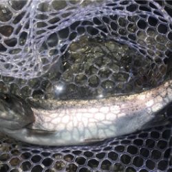 子供達とトラウト