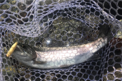 子供達とトラウト