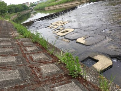 カープフィッシング