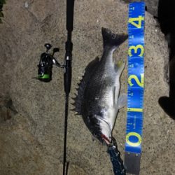 淀川ブリームゲーム 18年初キビレ