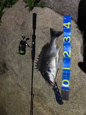 淀川ブリームゲーム 18年初キビレ