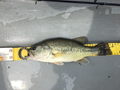 GW前半 中一日中釣行