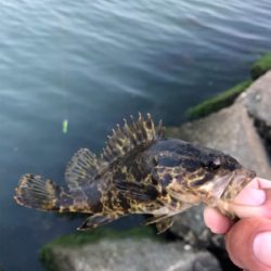 タケノコメバル