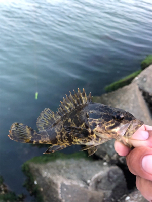 タケノコメバル