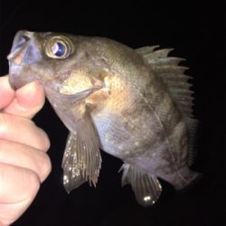 明石でメバリング