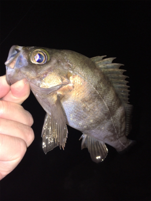 明石でメバリング