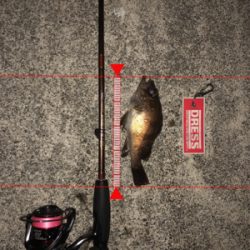 ボトムワインド