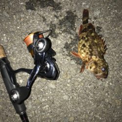 ワームでガシラ