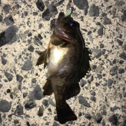 運良く釣れてくれました(笑)。