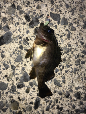 運良く釣れてくれました(笑)。