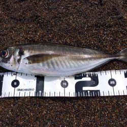 GW釣行 2日目 尺アジ絨毯