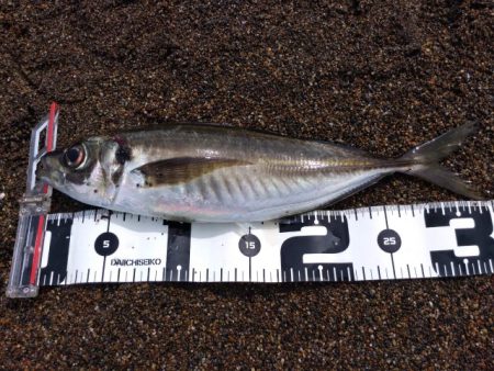 GW釣行 2日目 尺アジ絨毯