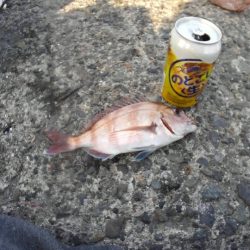 鯛のノッコミ始まってます。