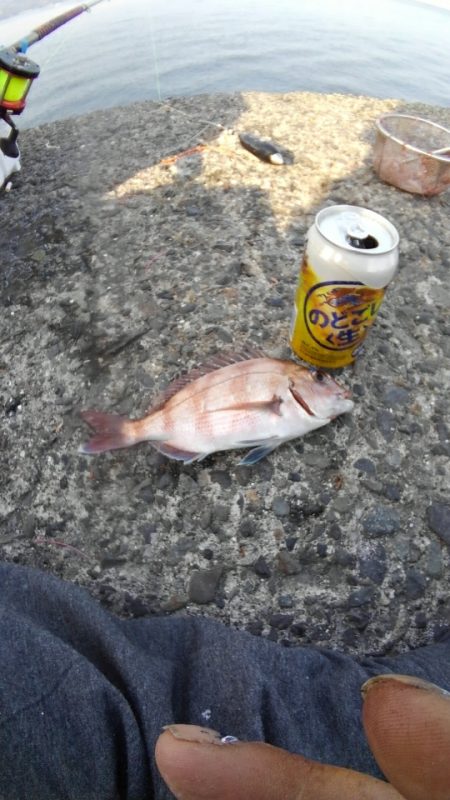 鯛のノッコミ始まってます。