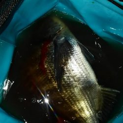 ノッコミ鯛の最終調査