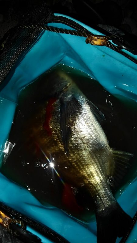 ノッコミ鯛の最終調査