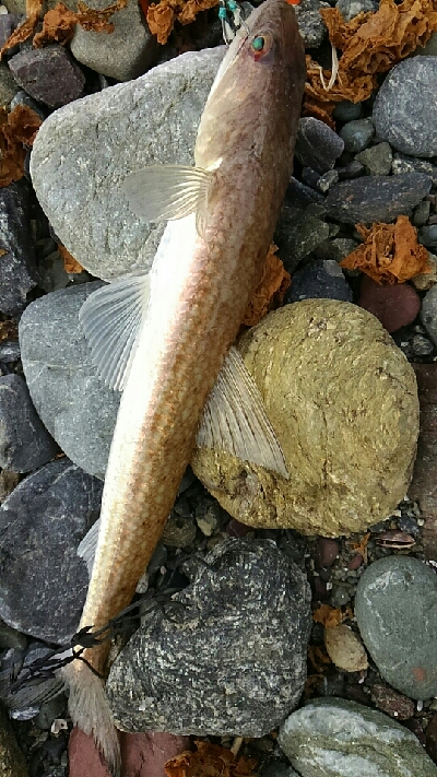 オオモンハタ！