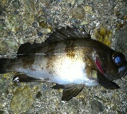 穴釣り、メバリング