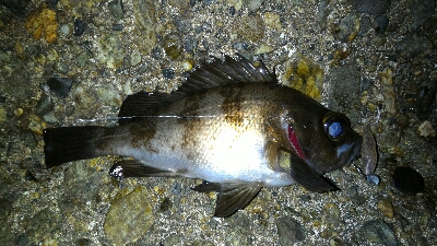 穴釣り、メバリング