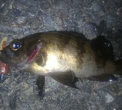 ちょこっとアーバンメバリング