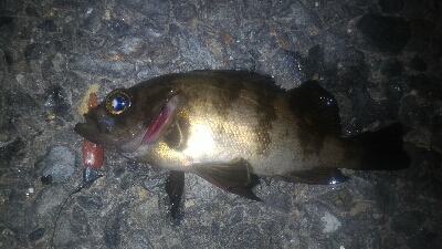 ちょこっとアーバンメバリング