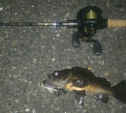 妻とベイトフィネスメバルプラッギング