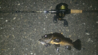 妻とベイトフィネスメバルプラッギング