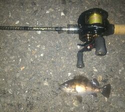 爆風メバリング