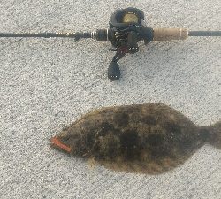 伊勢湾バケノコ捕獲作戦