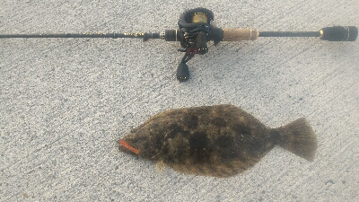 伊勢湾バケノコ捕獲作戦