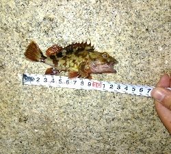 チビメバルチビガシラ