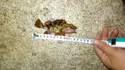 チビメバルチビガシラ