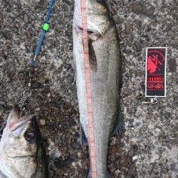 シーバストリオ完成