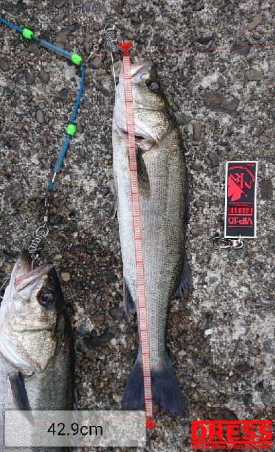 シーバストリオ完成