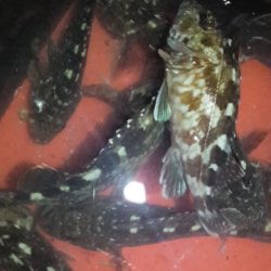 松阪港へち、メバリング