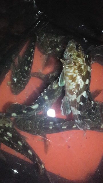 松阪港へち、メバリング