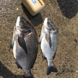 のっこみヘチ釣り