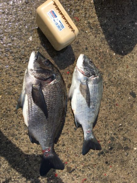 のっこみヘチ釣り